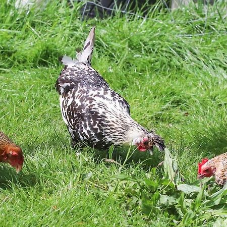 Gite A La Ferme Questembert Buitenkant foto