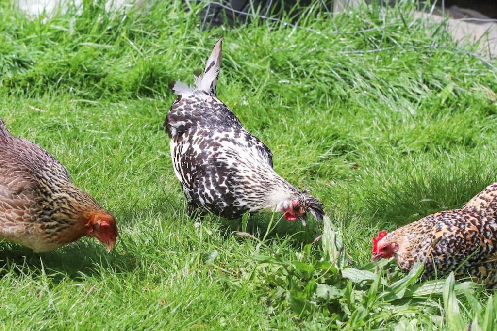 Gite A La Ferme Questembert Buitenkant foto